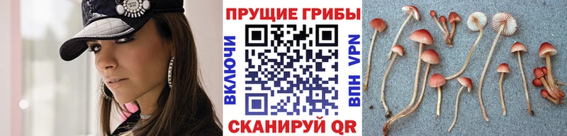 mega онион  Белая Калитва  Псилоцибиновые грибы прущие грибы 